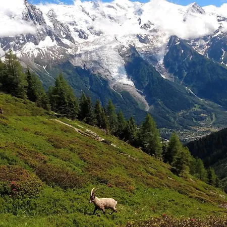 De Printemps Vue Mont-blanc Cosy